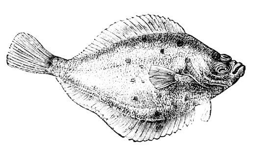 PSM V11 D553 Flounder