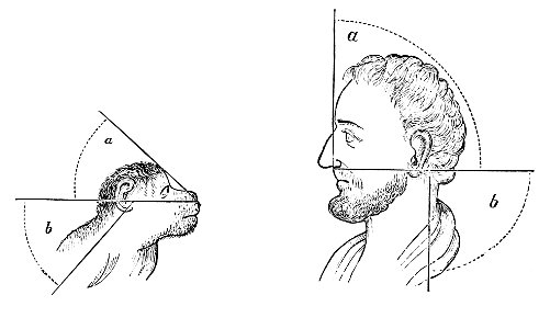 PSM V05 D085 Facial angles