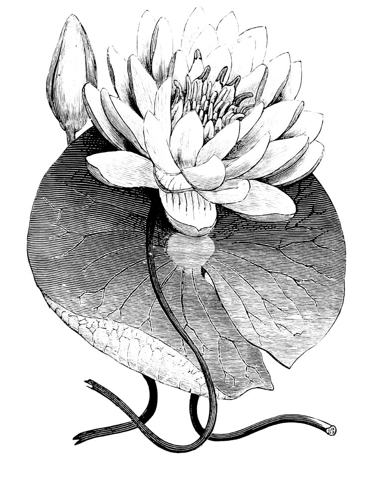 PSM V05 D152 Water lily