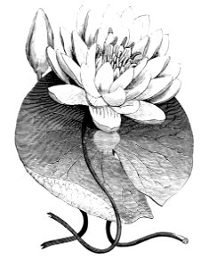 PSM V05 D152 Water lily