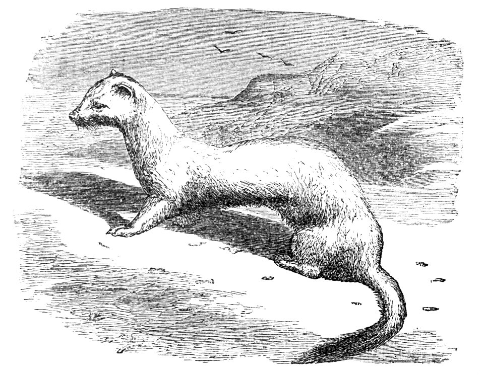 PSM V04 D158 Ermine