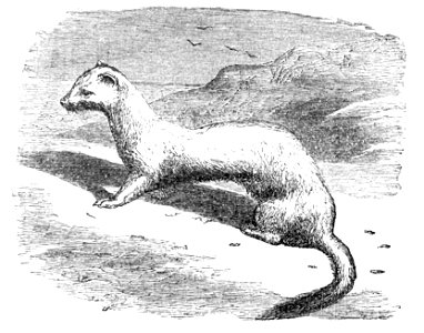 PSM V04 D158 Ermine