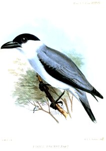 PsarisFraseriiWolf