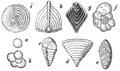 PSM V10 D276 Rhizopods