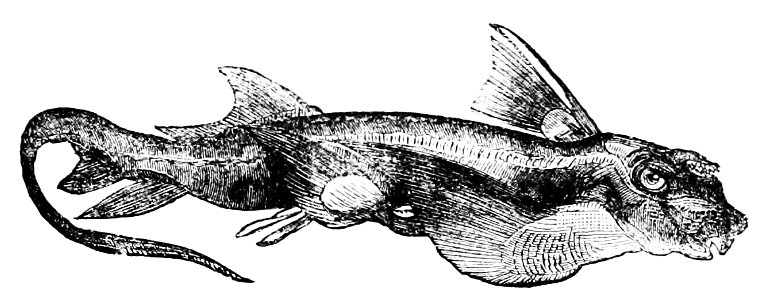 PSM V11 D547 Northern chimera