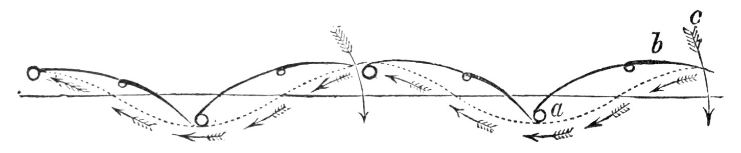 PSM V04 D556 Bird wing strokes. Free illustration for personal and commercial use.