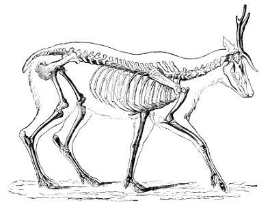 PSM V04 D549 Skeleton of the deer