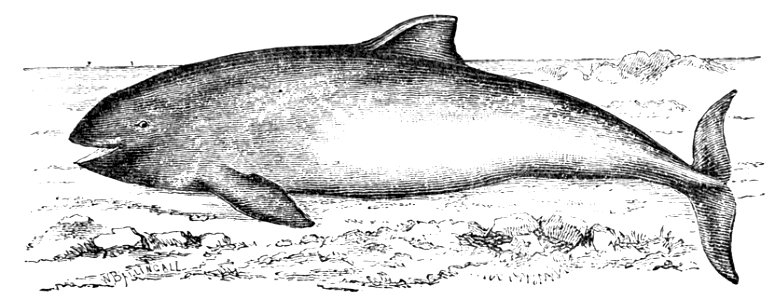 PSM V04 D555 The porpoise