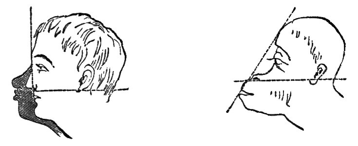 PSM V04 D608 Cranial profiles