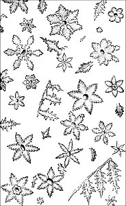 PSM V05 D419 Flowers of ice magnified. Free illustration for personal and commercial use.