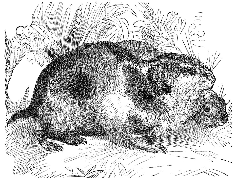 PSM V04 D359 Lemming or norway rat