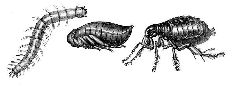 PSM V08 D701 Human flea