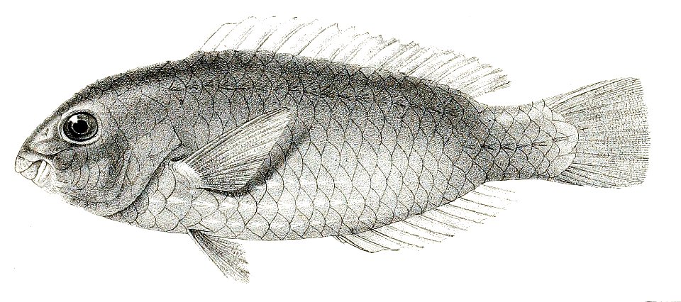 Pseudoscarus aeruginosus Day 89