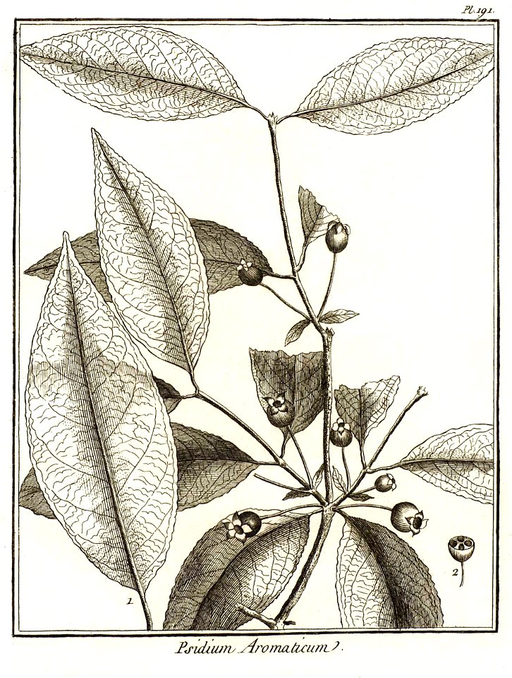 Psidium aromaticum Aublet 1775 pl 191