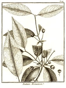 Psidium aromaticum Aublet 1775 pl 191