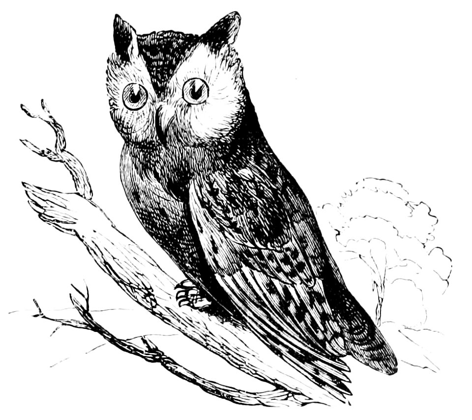 PSM V11 D159 The american screech owl