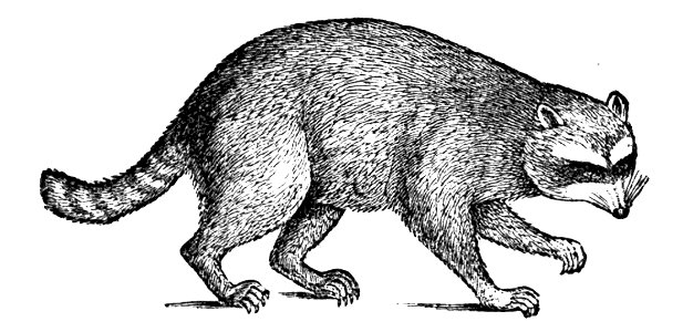 PSM V04 D165 Racoon