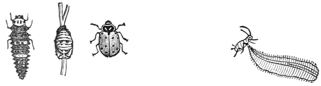 PSM V05 D174 Convergent ladybird