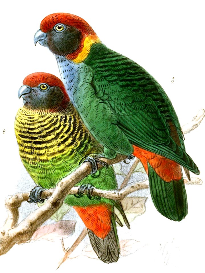 Psittacella picta