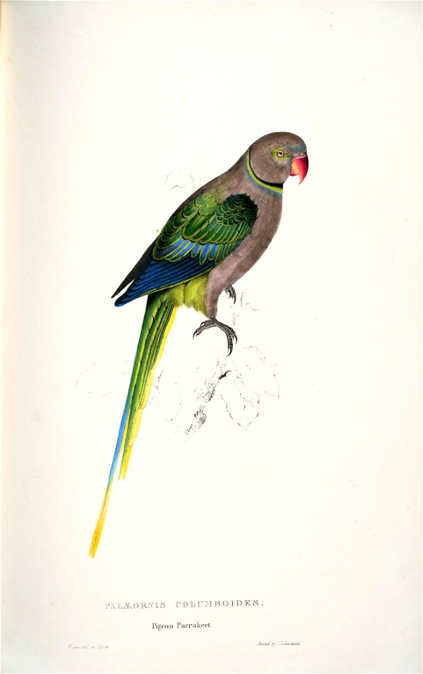 Psittacula columboides -Palaeornis columboides. Pigeon Parrakeet -by Edward Lear 1812-1888