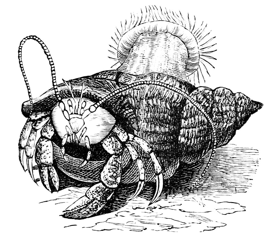 PSM V05 D208 Hermit crab and actinea