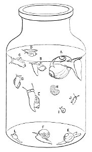 PSM V07 D584 Mollusk species in a jar