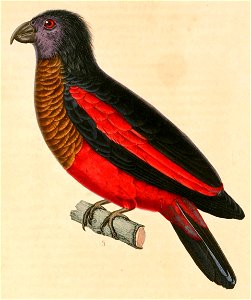 Psittrichas fulgidus 1831