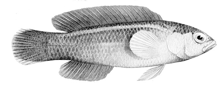 Pseudochromis tapeinosoma male
