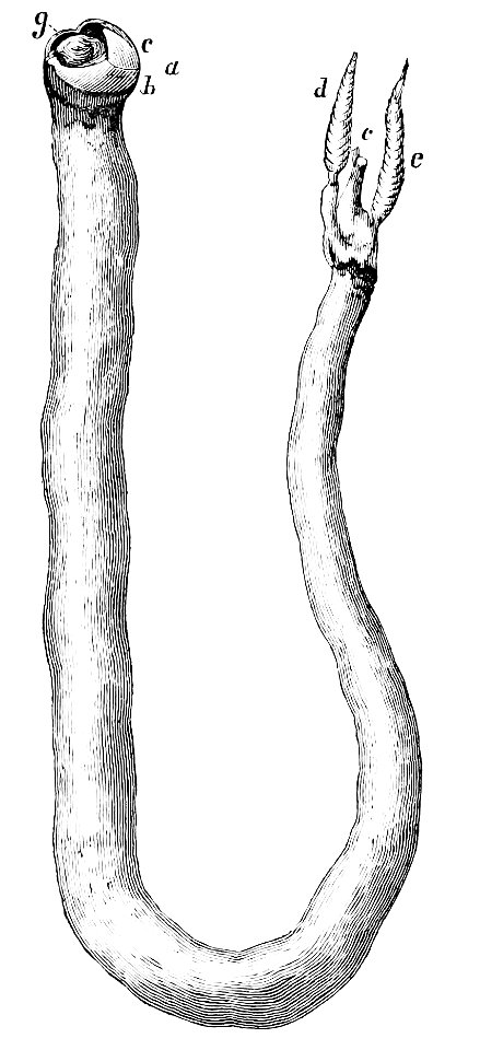 PSM V13 D568 Teredo navalis