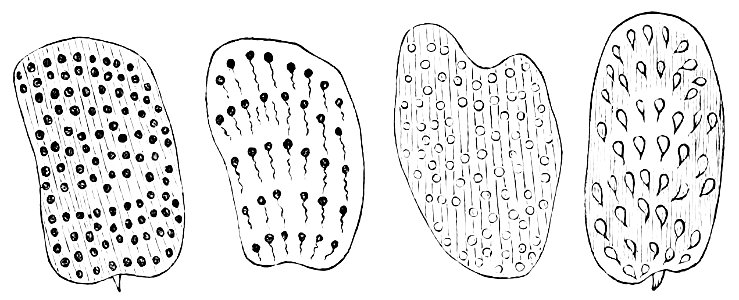 PSM V07 D193 Various podura scales. Free illustration for personal and commercial use.