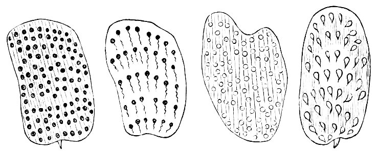 PSM V07 D193 Various podura scales