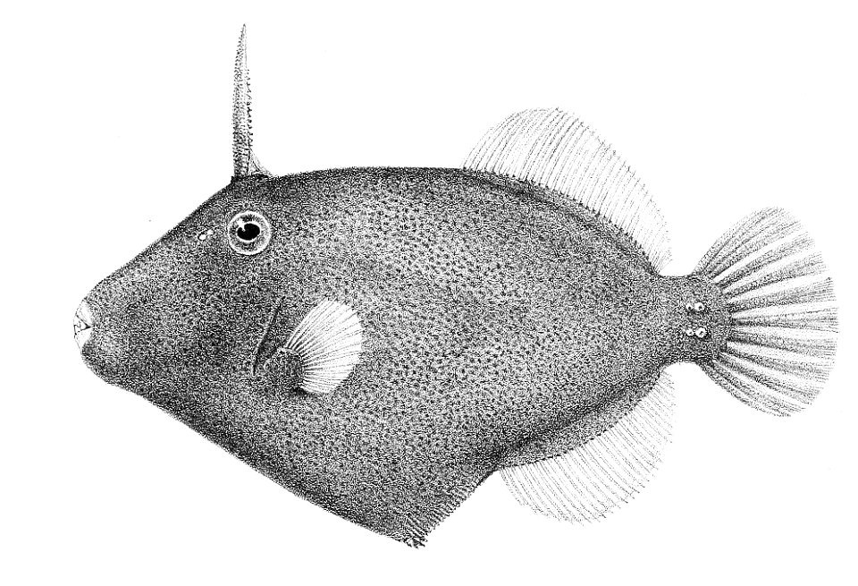 Pseudomonacanthus punctulatus
