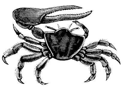 PSM V05 D207 Fiddler crab