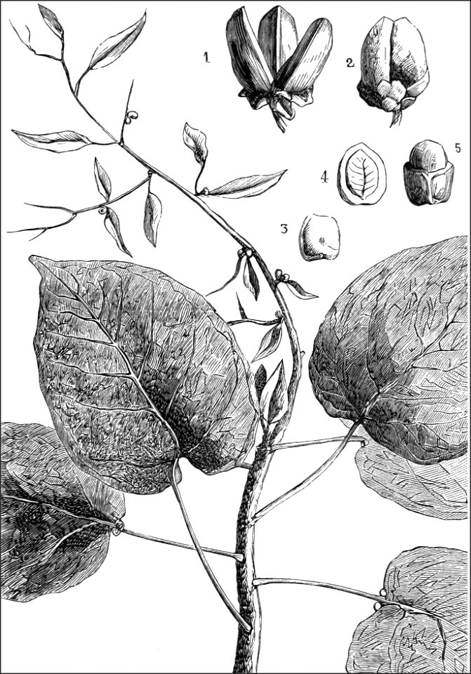 PSM V18 D400 Omphala diandra