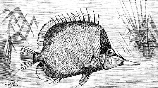 PSM V12 D317 Archer fish