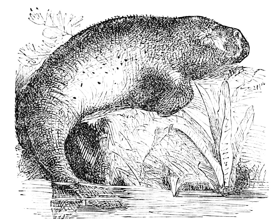 PSM V20 D643 Dugong