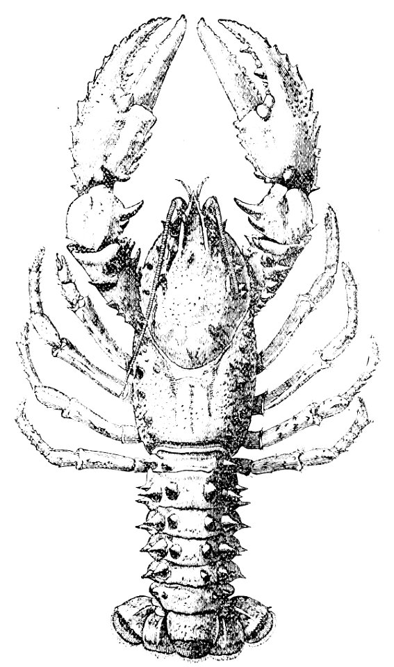 PSM V16 D826 Australian crayfish