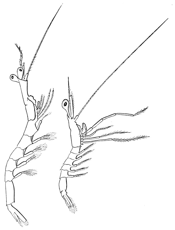 PSM V22 D385 Magnified views of an adult and growing sergestes