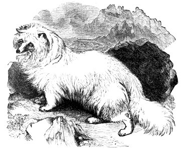 PSM V04 D164 Arctic fox