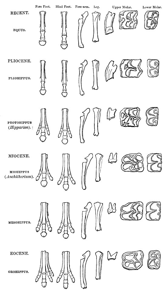 PSM V10 D309 Bone structure changes over time