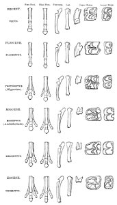 PSM V10 D309 Bone structure changes over time. Free illustration for personal and commercial use.