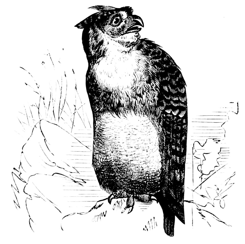 PSM V11 D158 Great horned owl