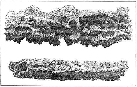 PSM V20 D677 Fulgurite tubes created by vitrification of sand by lighting