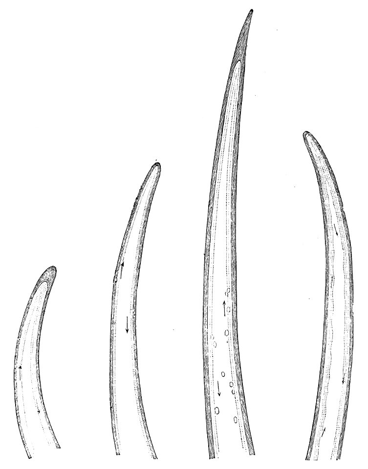 PSM V21 D308 Hair tips of various plants