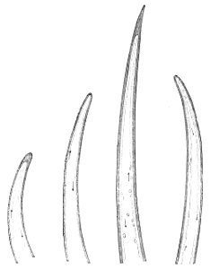 PSM V21 D308 Hair tips of various plants