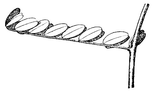 PSM V18 D524 Coronilla rosea leaf asleep