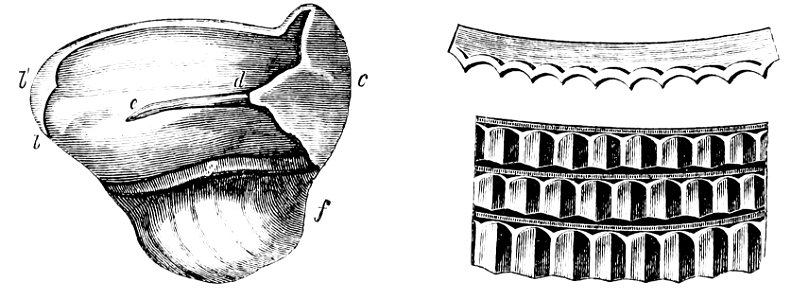 PSM V13 D420 Teredo teeth