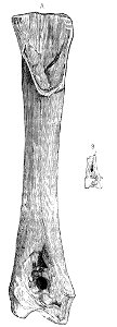PSM V21 D482 Tibia size comparison of a gastornis and a swan
