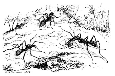 PSM V07 D279 Foraging ants