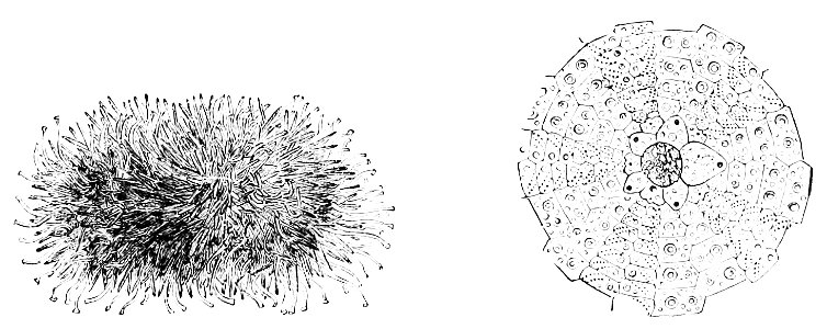 PSM V13 D339 Sea urchin
